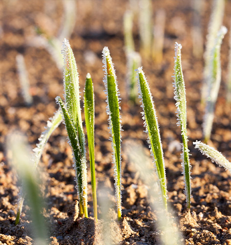 Cedar Rapids Helicopter Frost and Ice